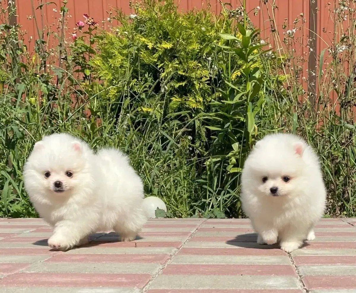 两只可爱的博美犬幼崽待领养
