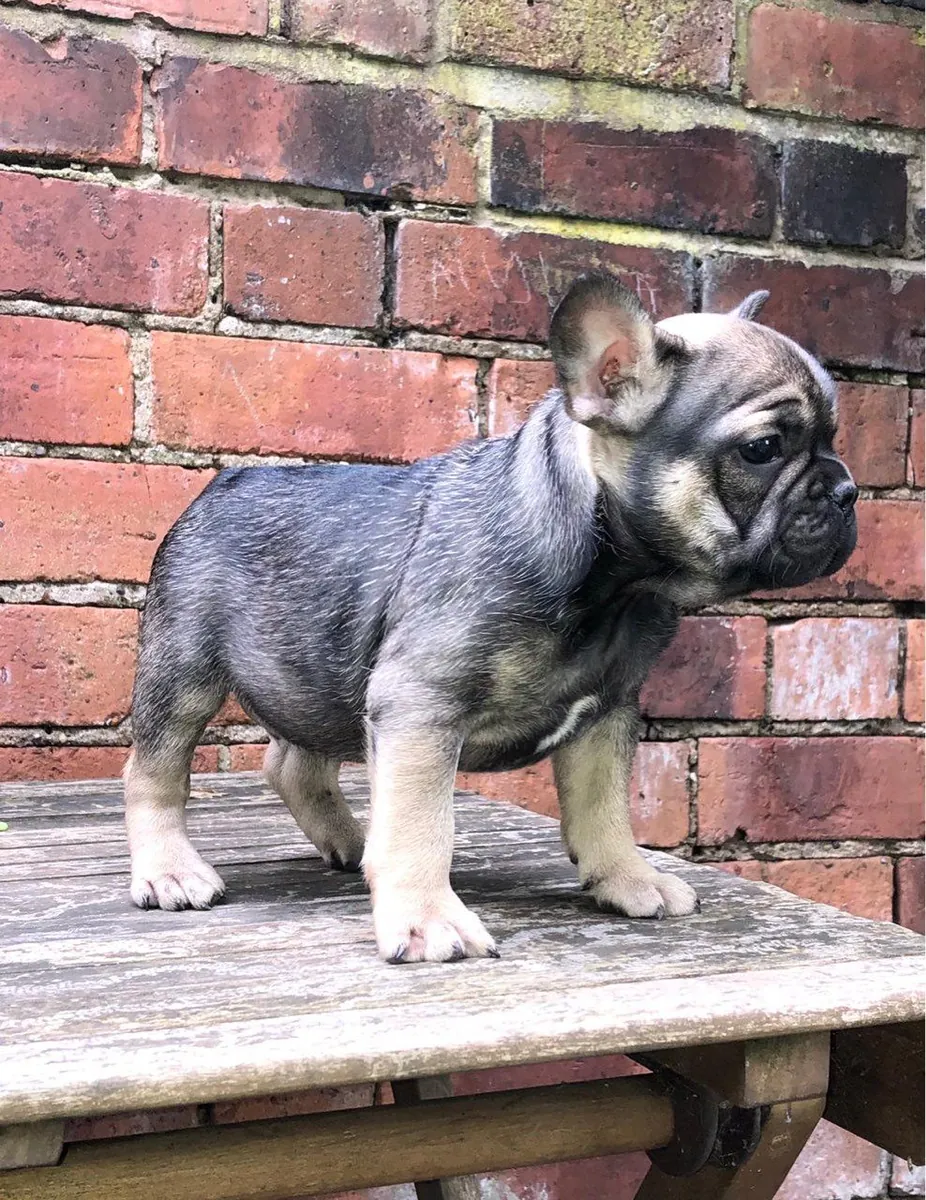 两只法国斗牛犬幼犬