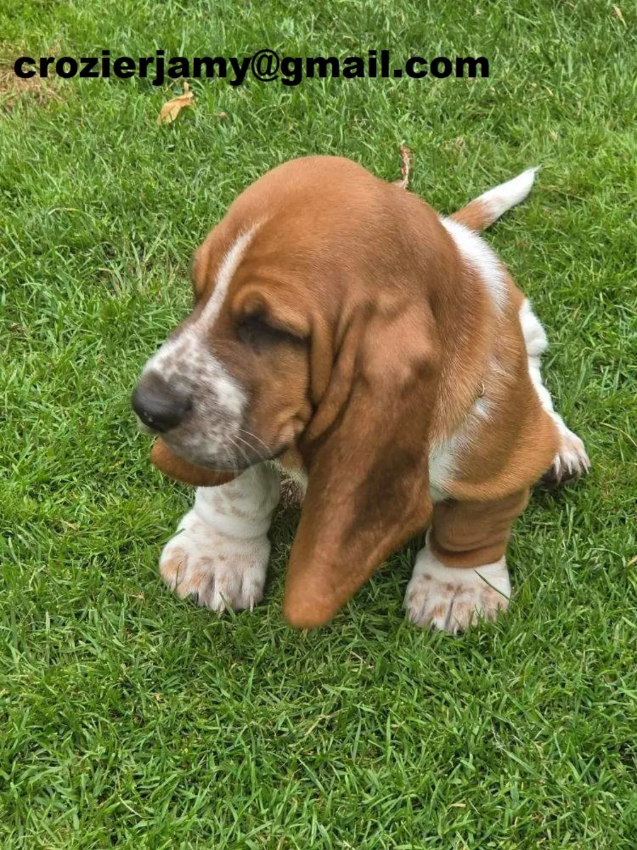 Cachorros de basset hound