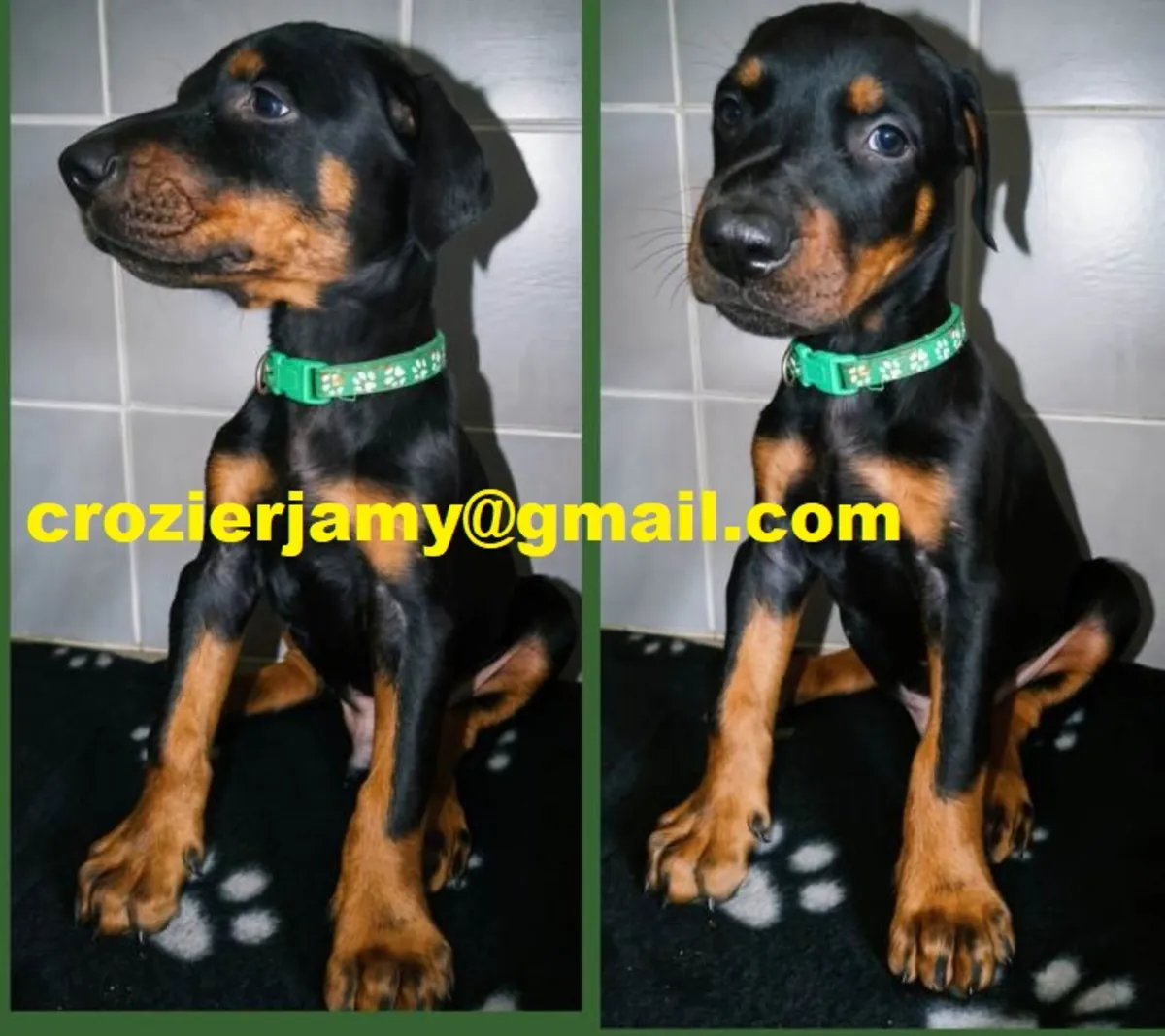 Cachorros de dóberman europeo