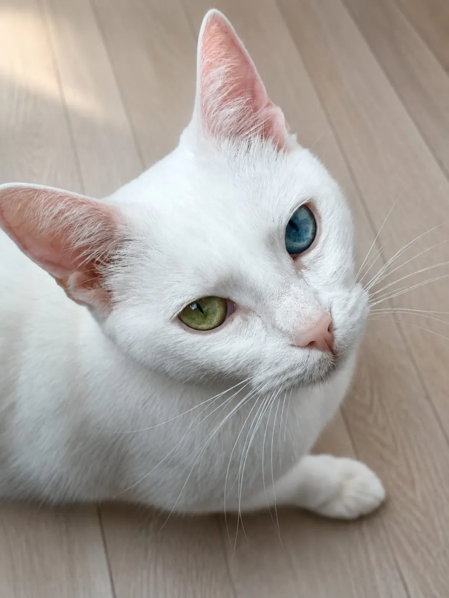 范猫母亲和2只小猫 – 寻找一个充满爱的家庭