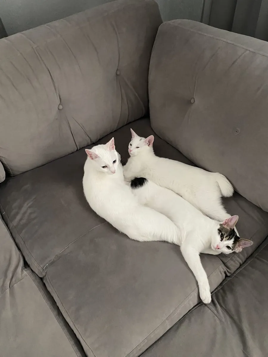 范猫母亲和2只小猫 – 寻找一个充满爱的家庭