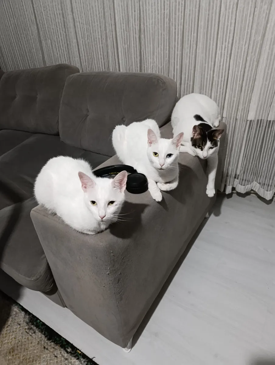 范猫母亲和2只小猫 – 寻找一个充满爱的家庭