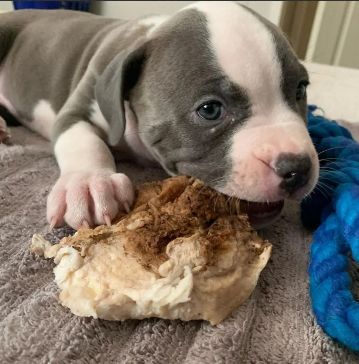 美国斗牛犬幼犬