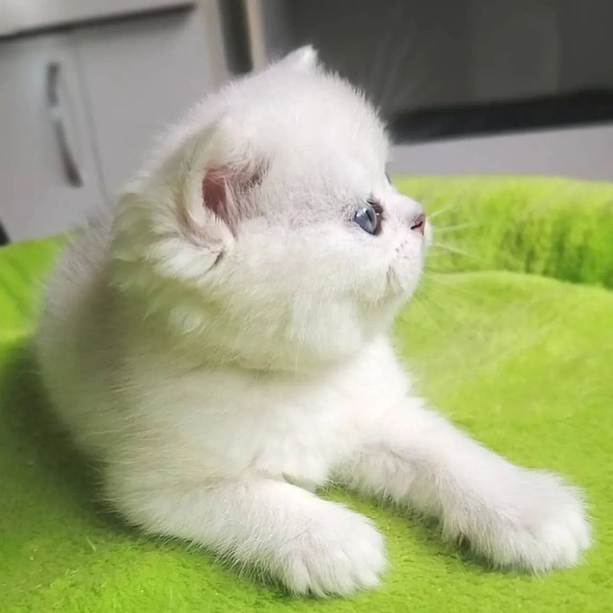 可爱的猫咪可供选择