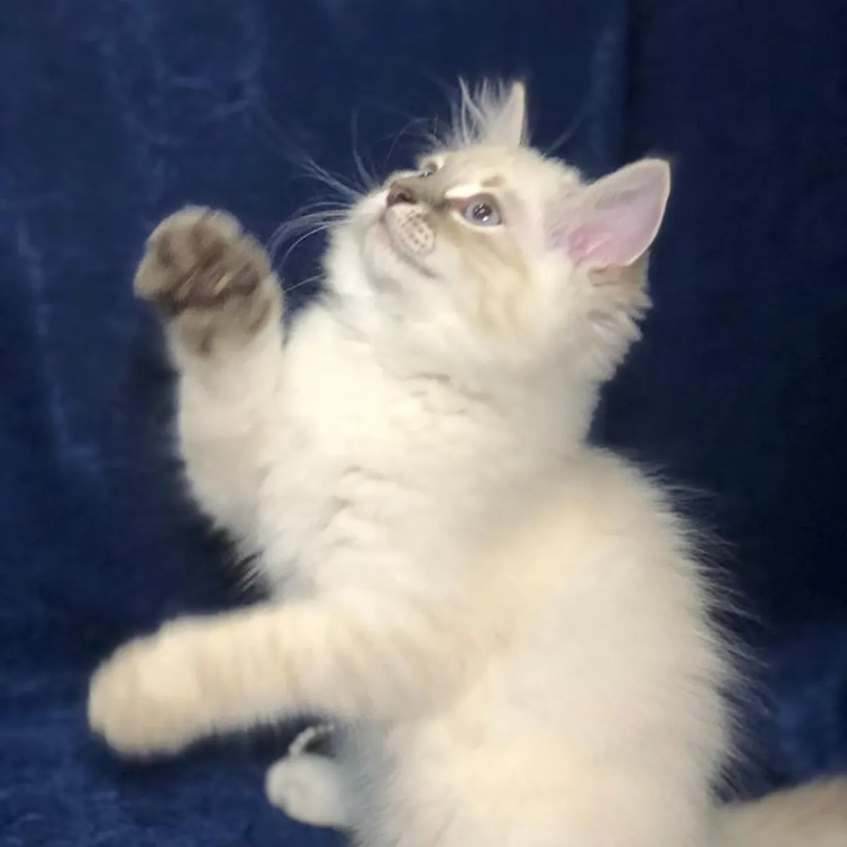 Hermosos gatitos