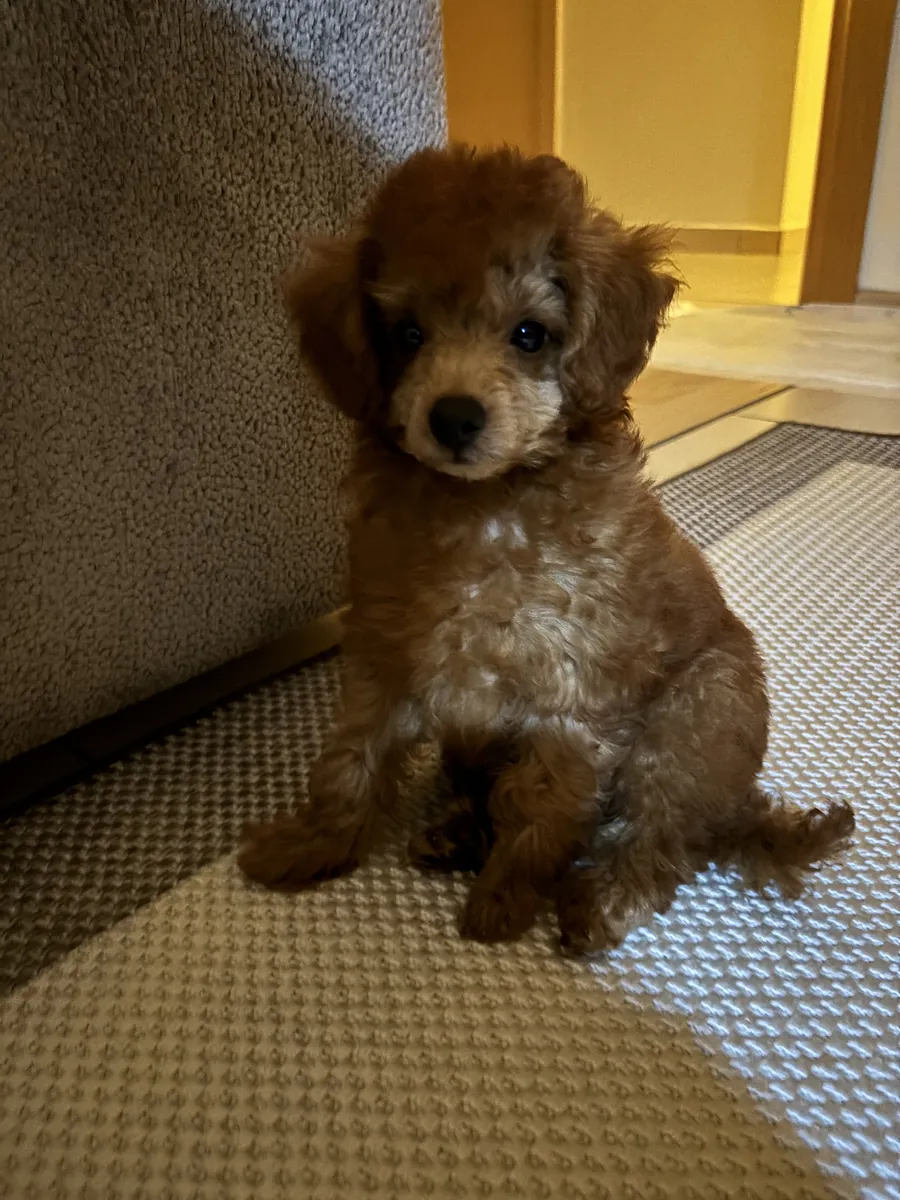 玩具贵宾犬