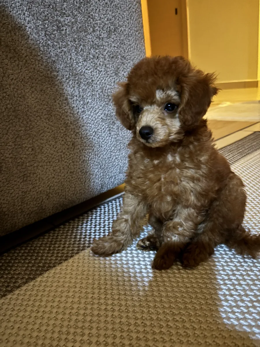 玩具贵宾犬