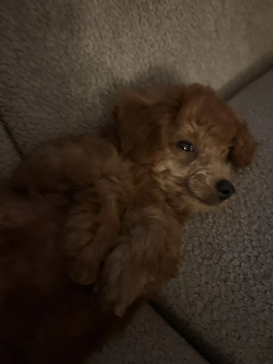 玩具贵宾犬