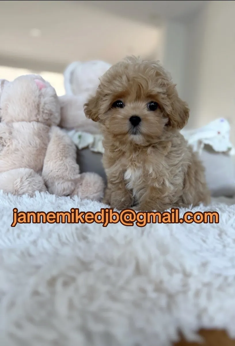 玩具贵宾犬幼犬