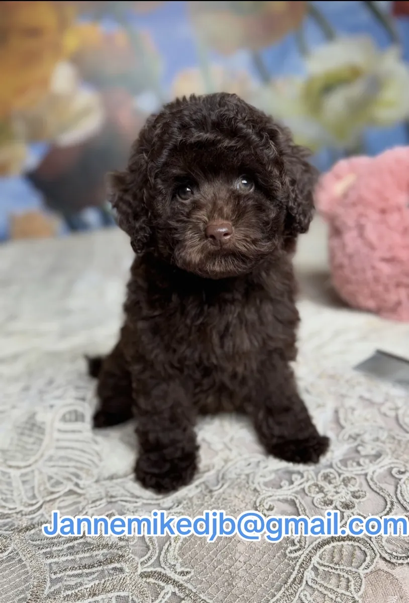 贵宾犬幼犬