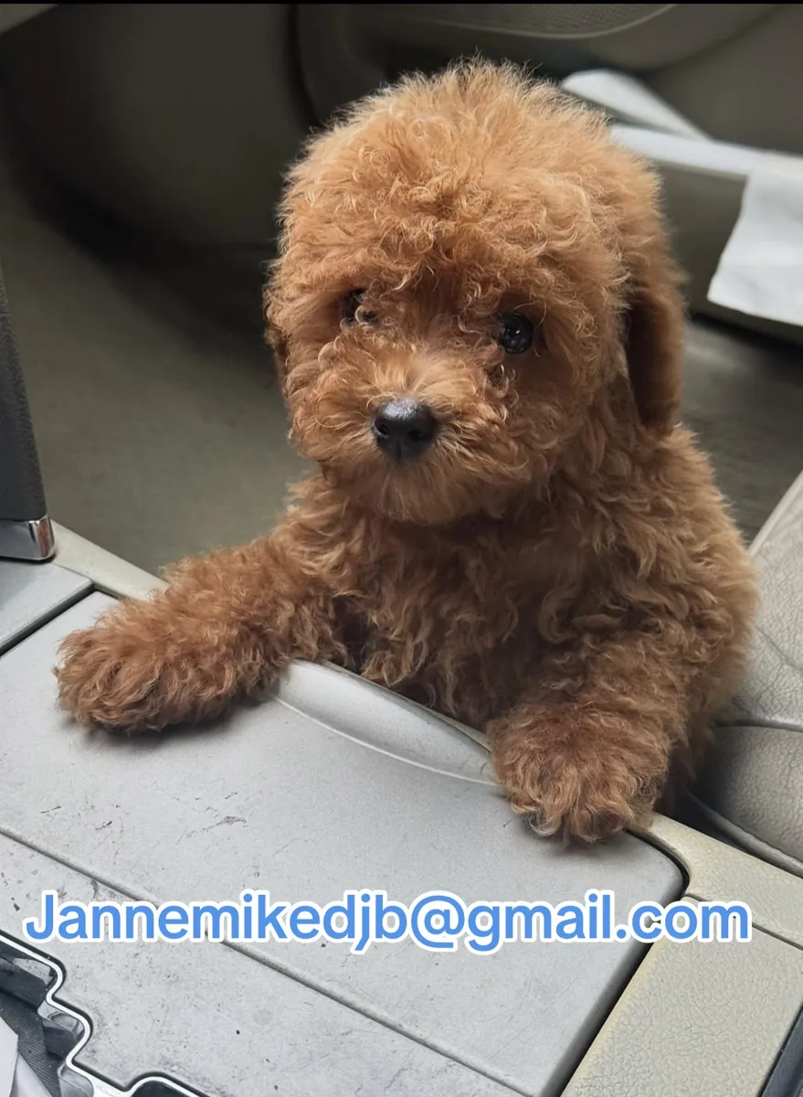公母贵宾犬幼犬