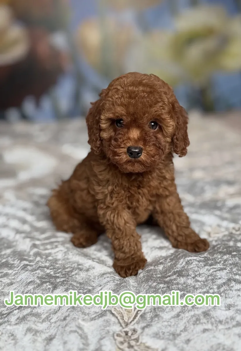 混血贵宾犬幼犬