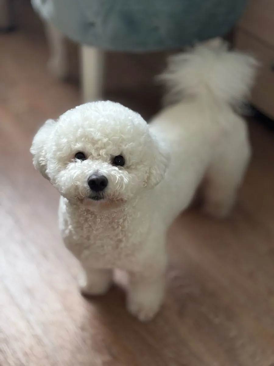 比熊犬待领养——性格温顺，适合家庭饲养