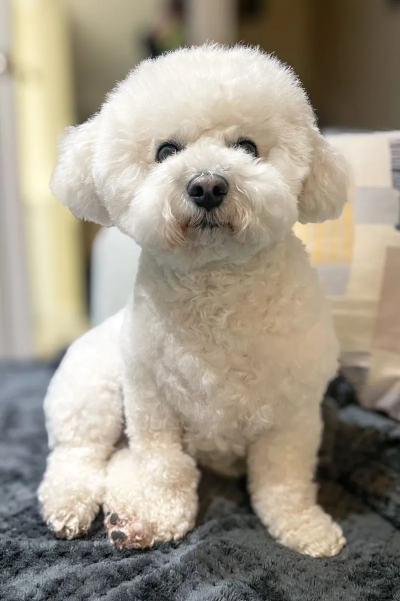 比熊犬待领养——性格温顺，适合家庭饲养