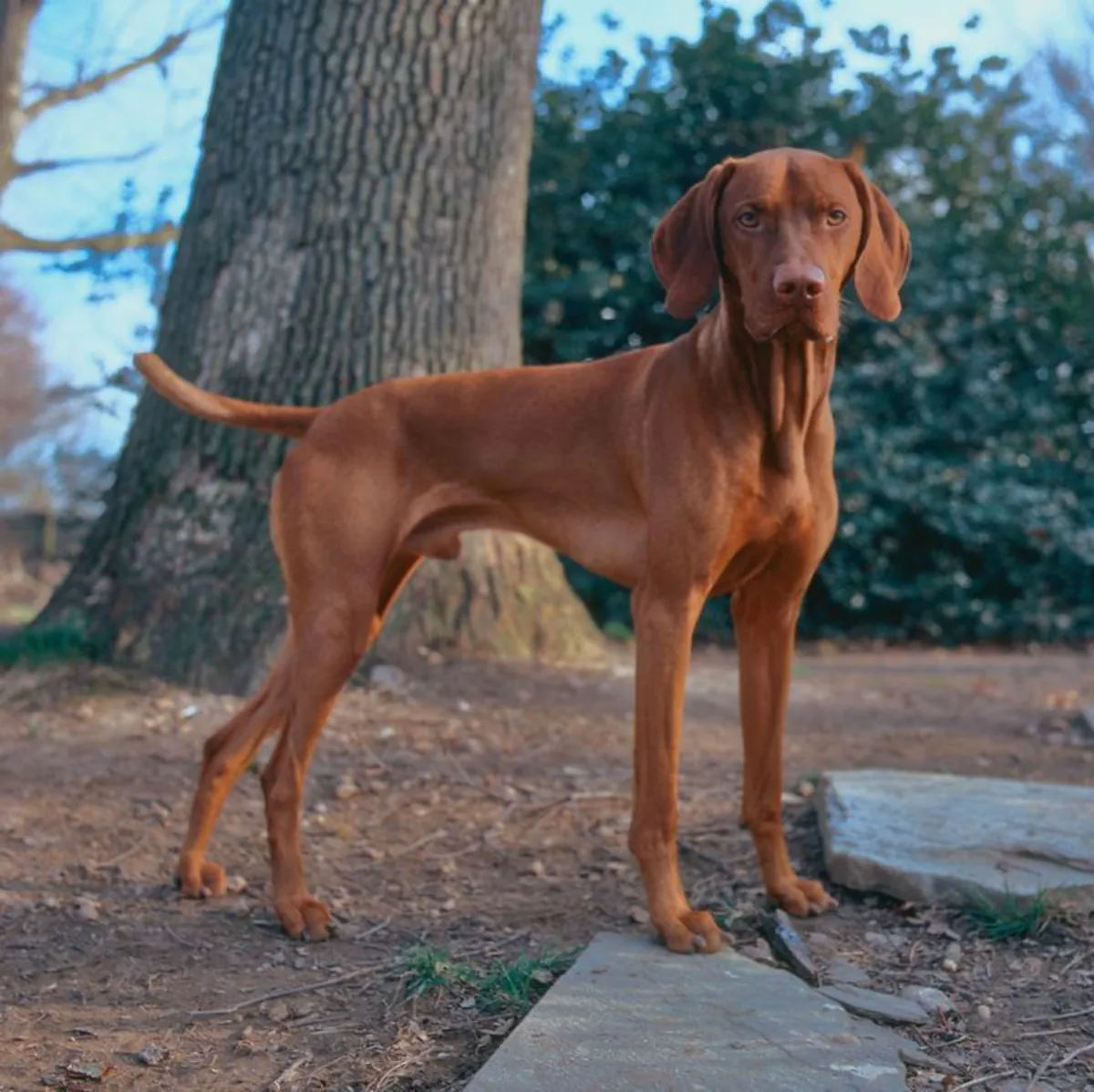 Vizsla à vendre – Énergique et athlétique