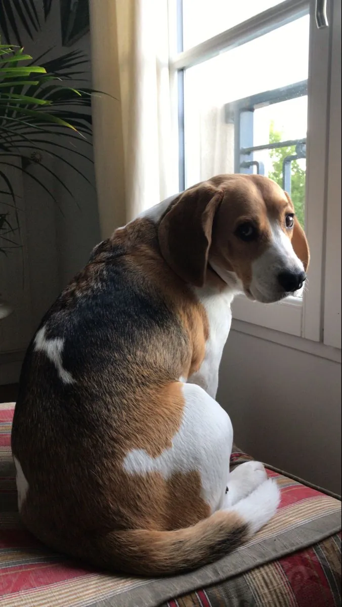 走失的小猎犬——请帮忙！