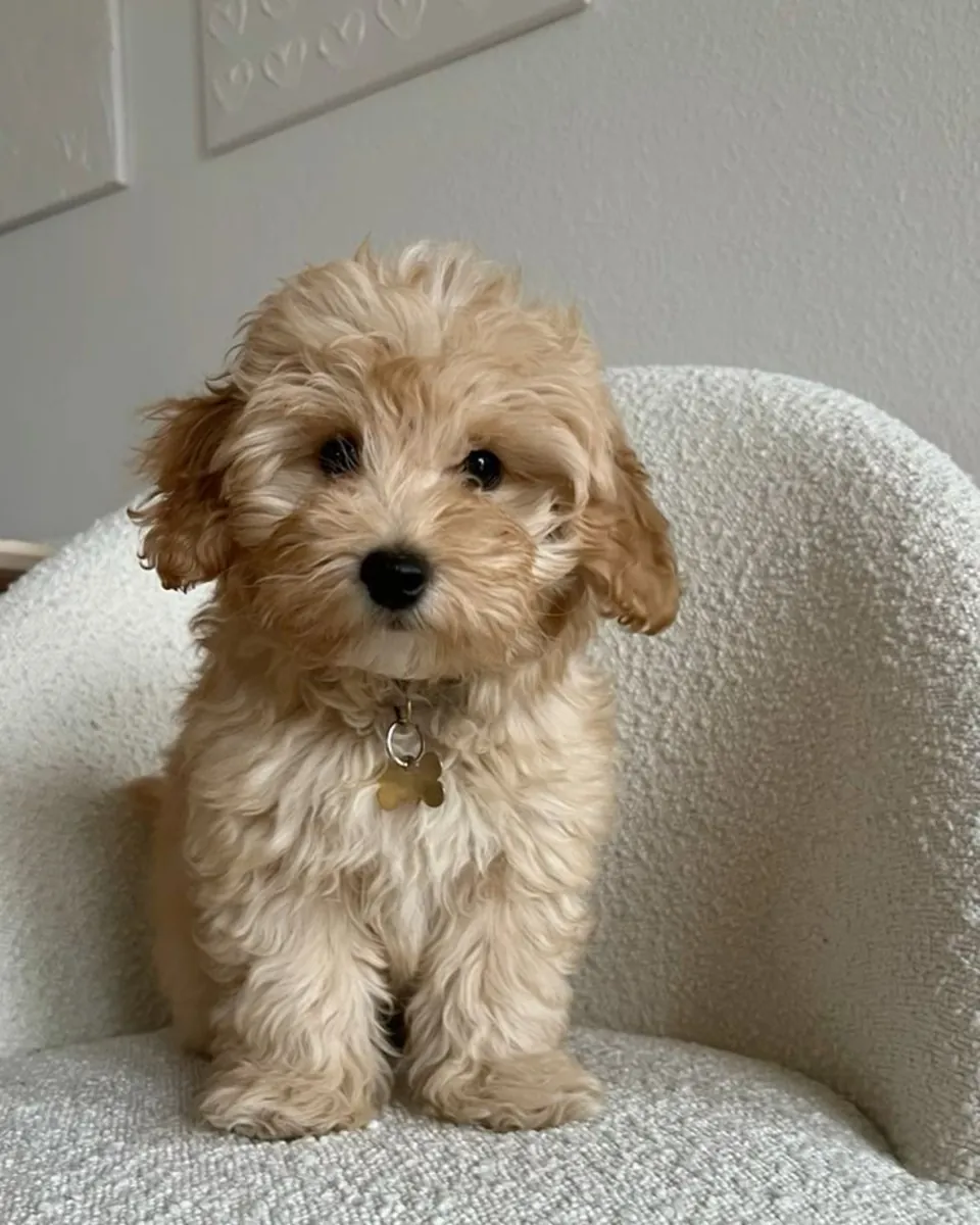 出售纯种且精心照料的比熊马尔济斯犬。