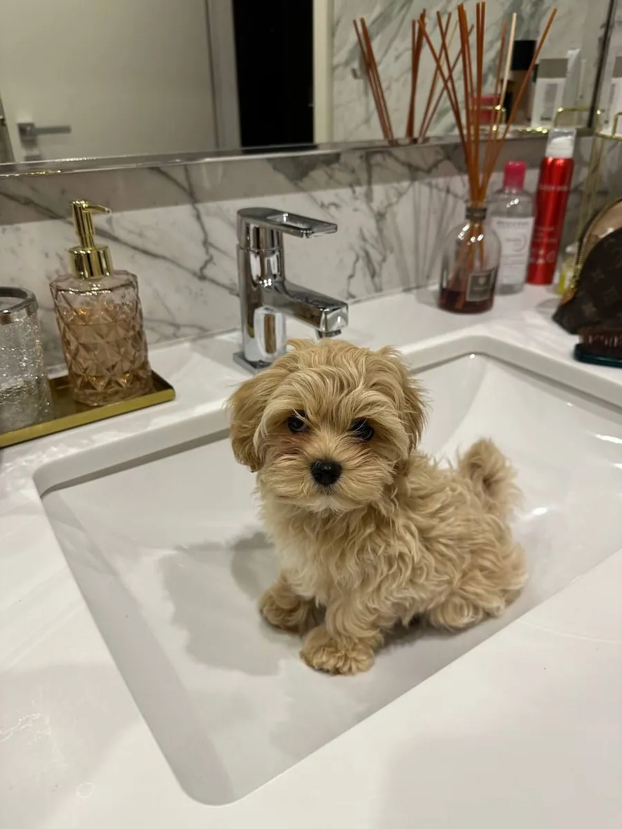 出售纯种且精心照料的比熊马尔济斯犬。