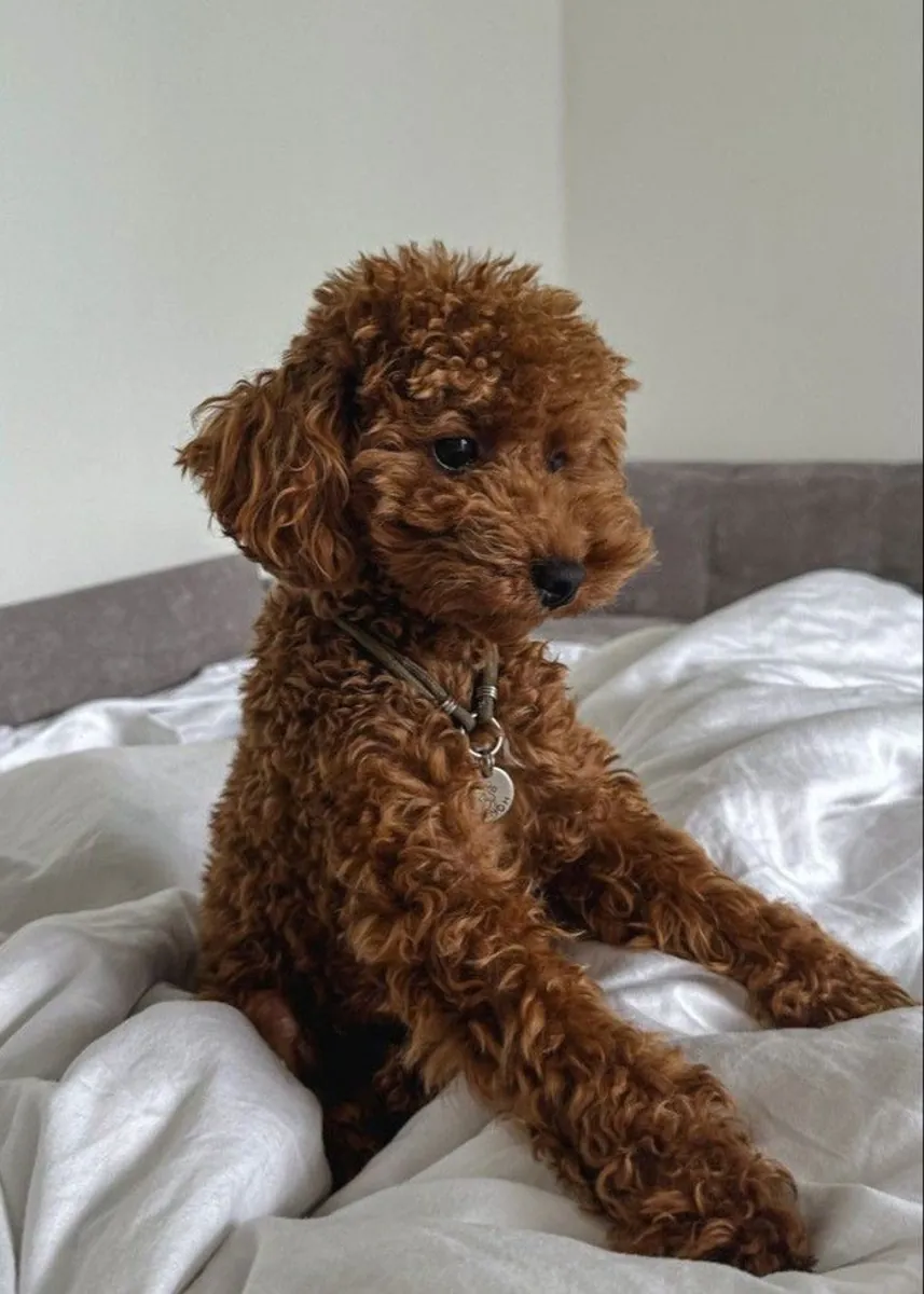 出售贵宾犬 | 聪明且训练有素