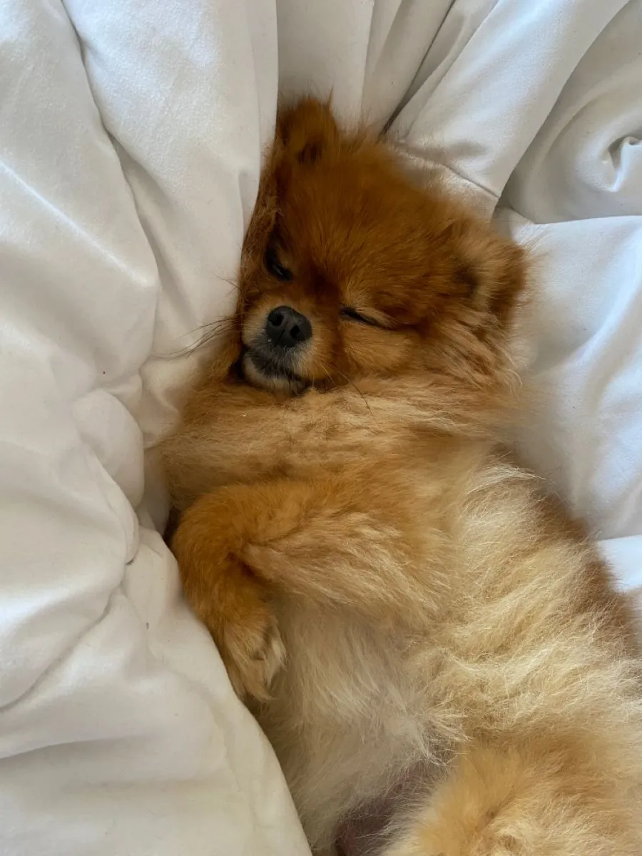 Pomerania perdido | Se busca urgentemente