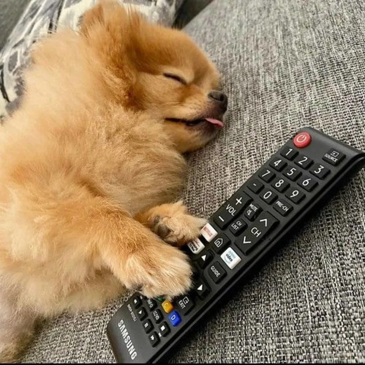 Kayıp Pomeranya Köpeği | Acil İhtiyaç Duyuluyor