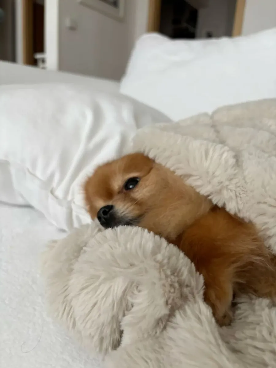 Pomerania perdido | Se busca urgentemente