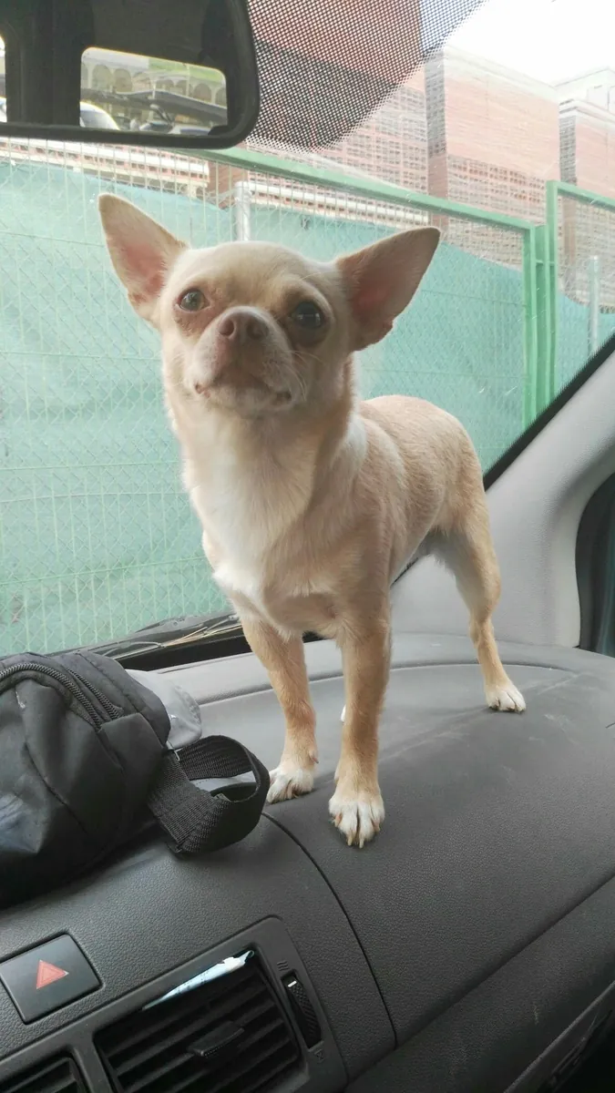 Adopción de Chihuahua pequeño y cariñoso
