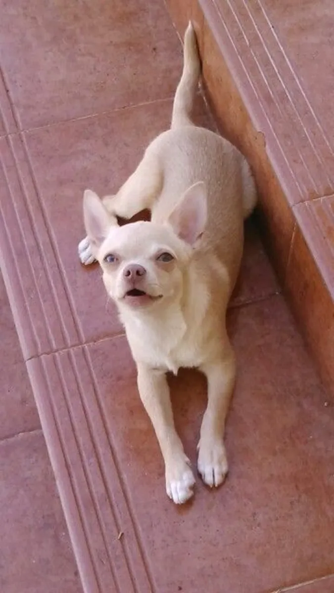 Adopción de Chihuahua pequeño y cariñoso