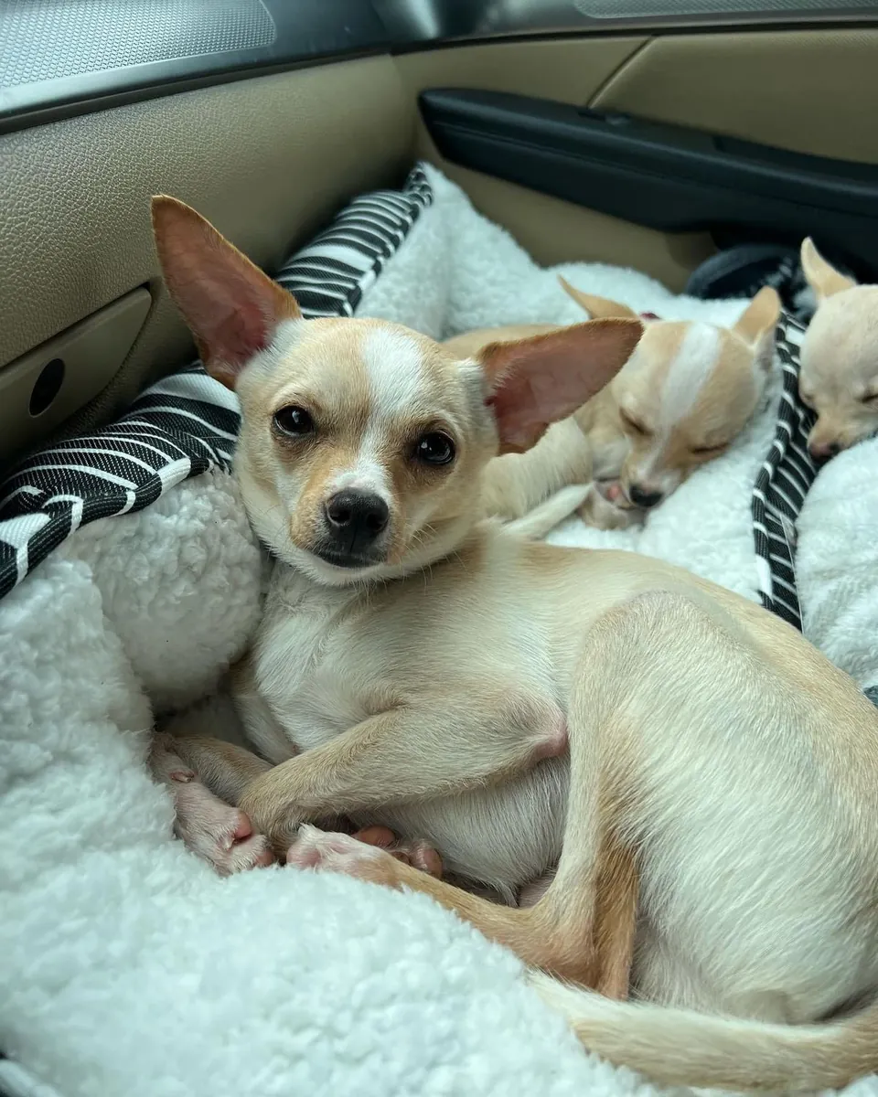 Adopción de Chihuahua pequeño y cariñoso