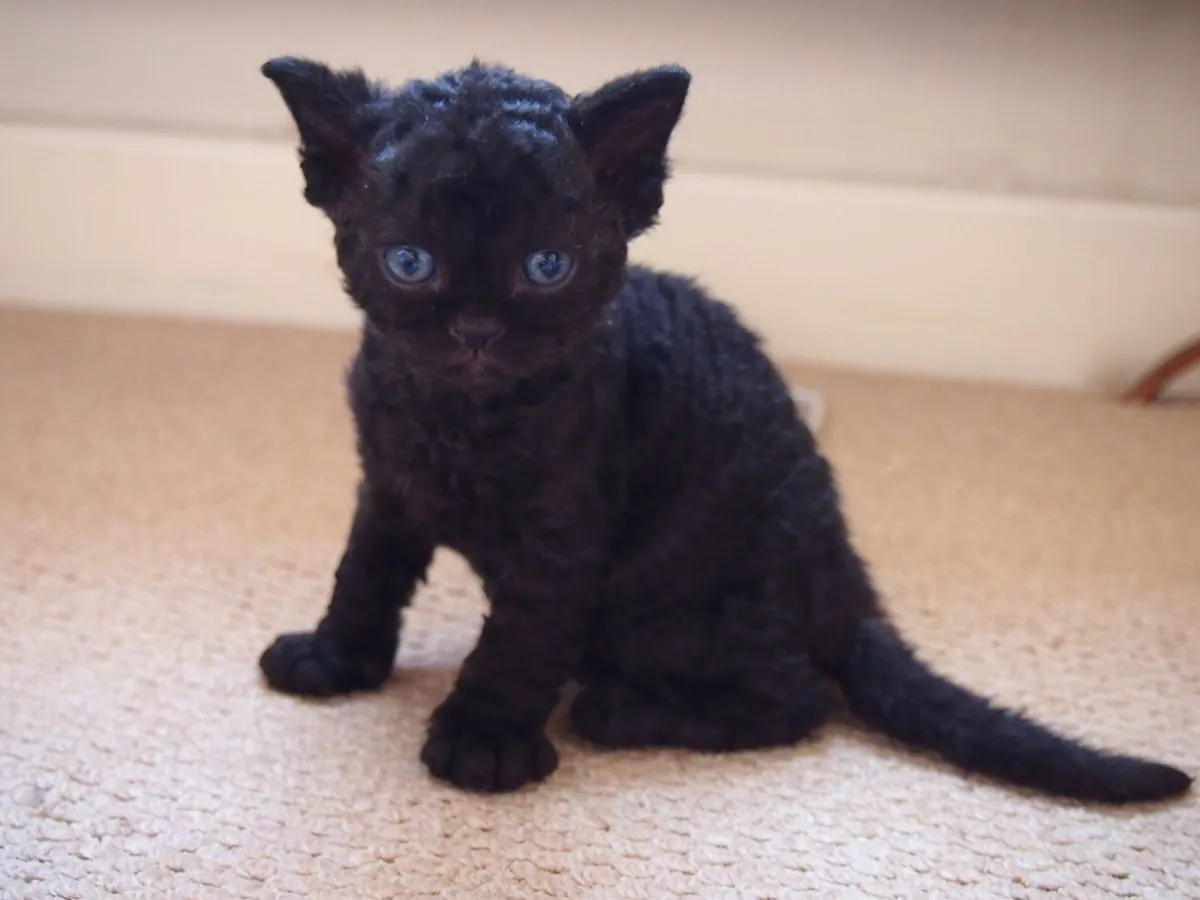 乌拉尔卷毛猫领养 | 性格温顺友善的猫