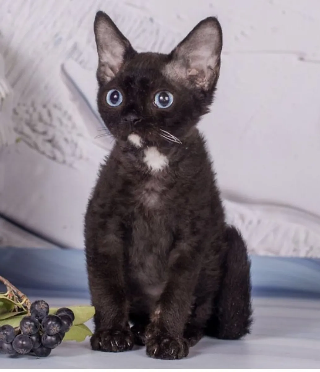 乌拉尔卷毛猫领养 | 性格温顺友善的猫