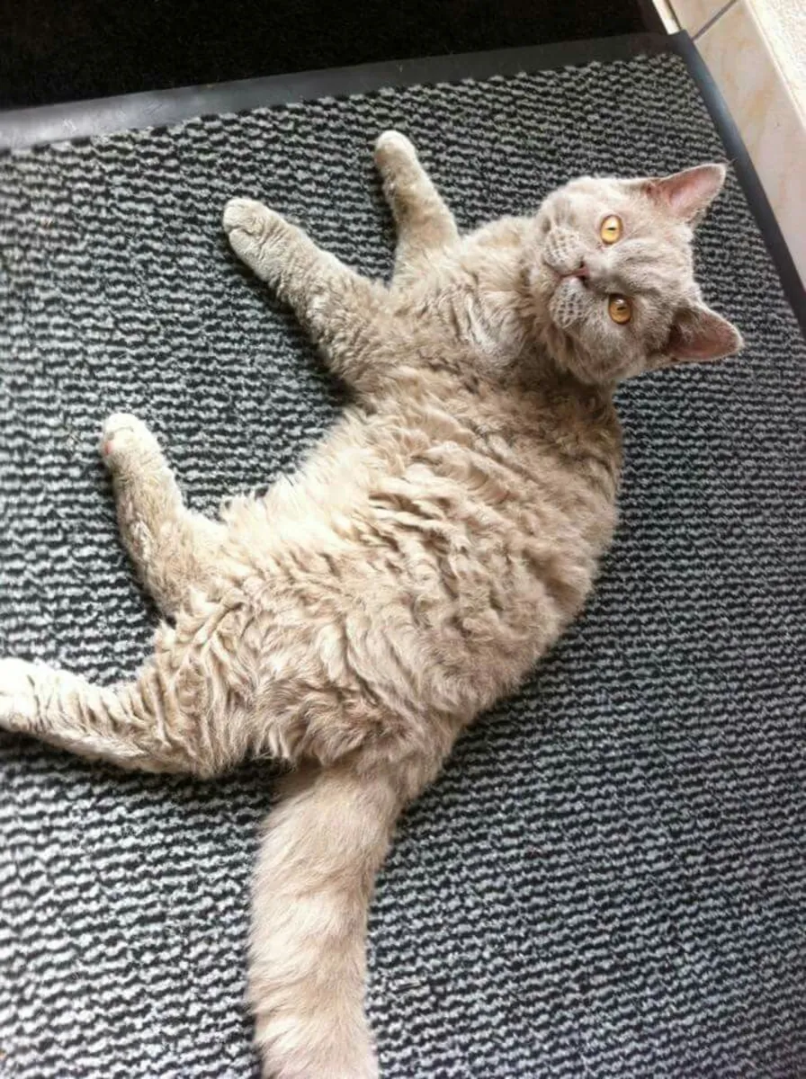 田纳西卷毛猫待领养 | 聪明又善于交际