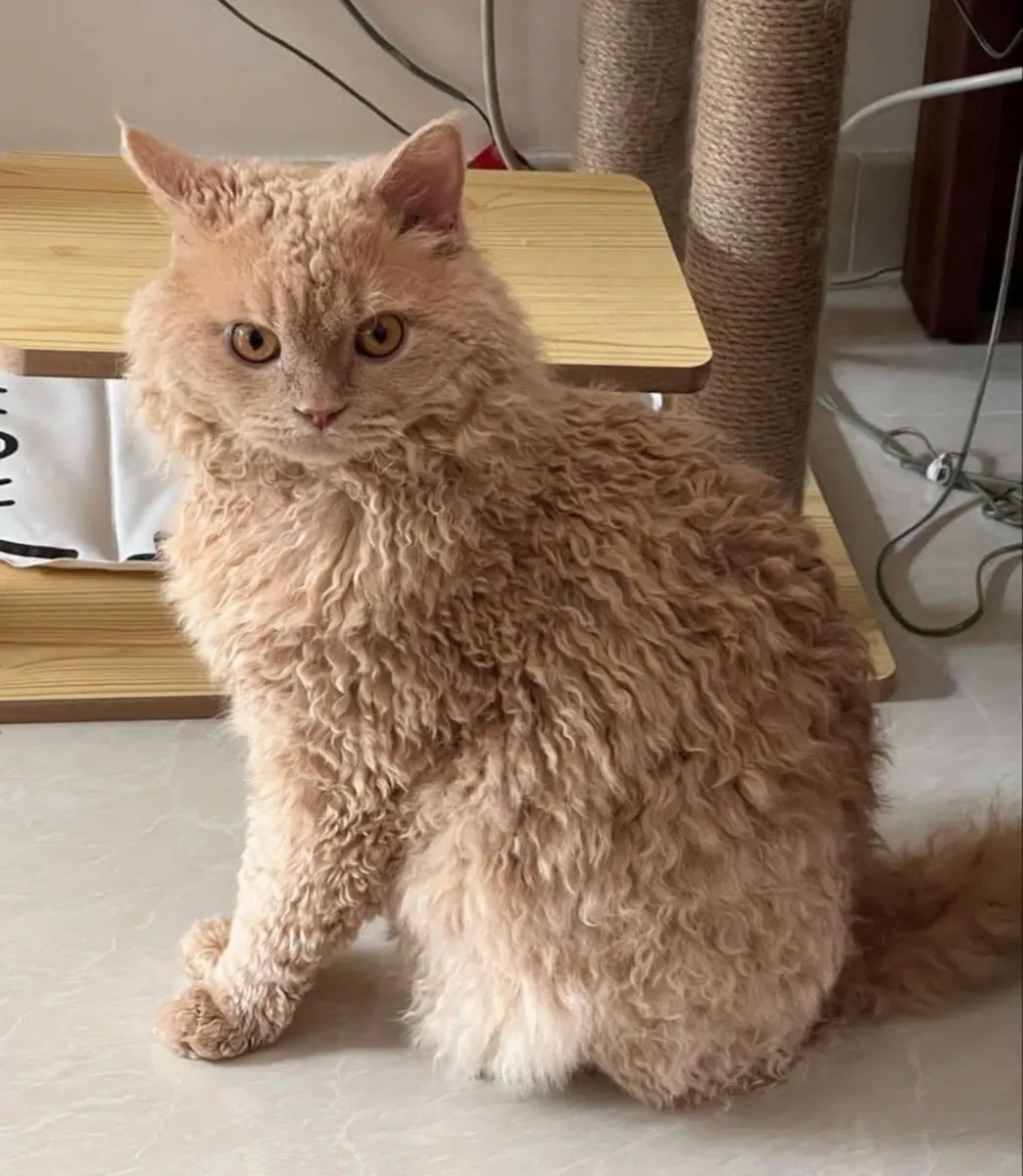 塞尔凯克卷毛犬领养 | 卷曲的毛发和温顺的性格