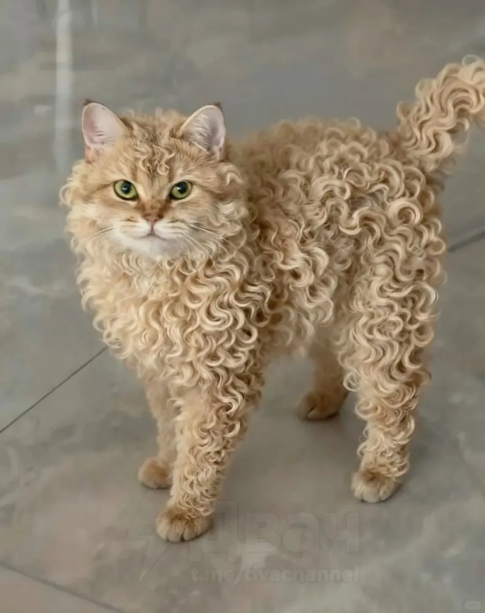 塞尔凯克卷毛犬领养 | 卷曲的毛发和温顺的性格