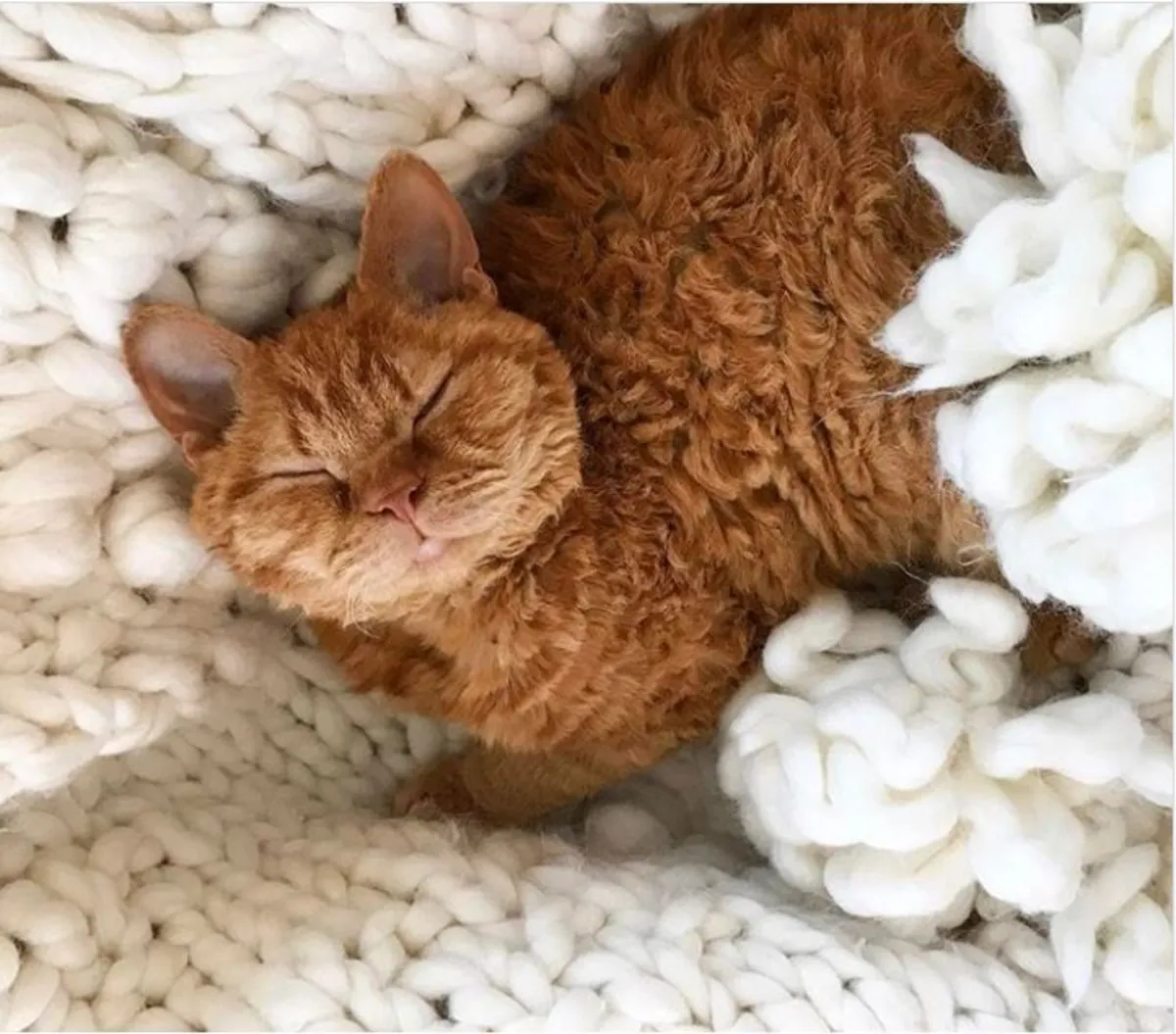 拉珀姆待领养 | 性格友善活泼的猫