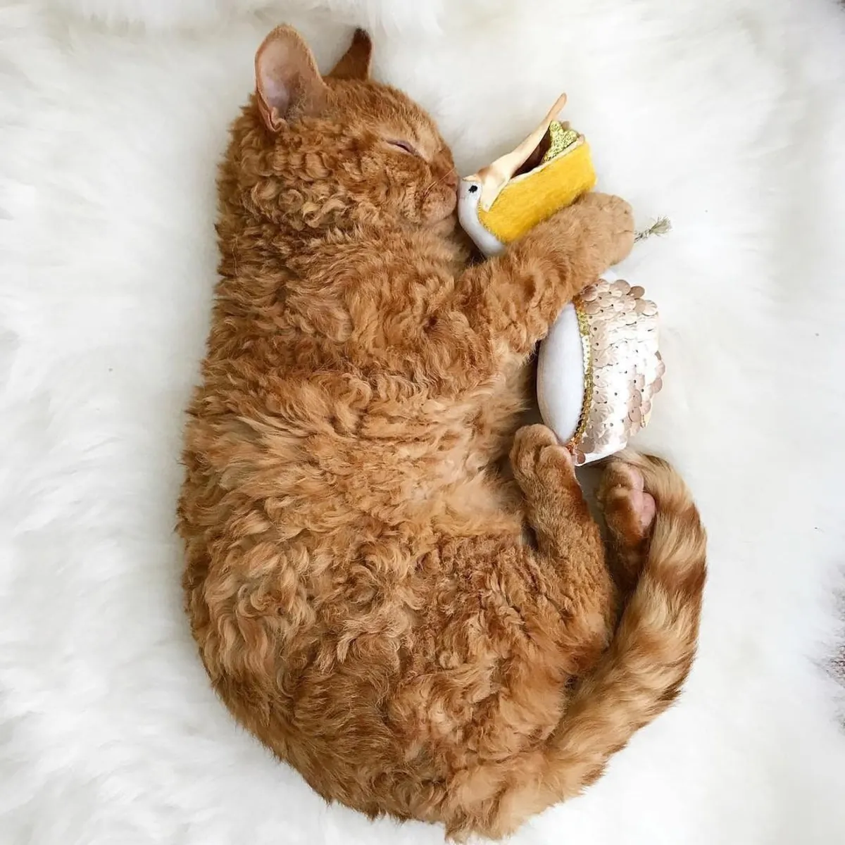 拉珀姆待领养 | 性格友善活泼的猫