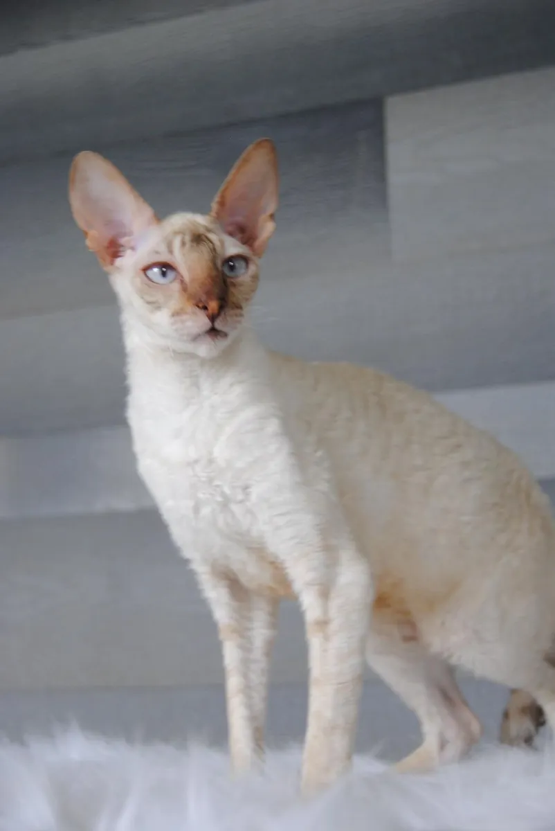 康沃尔雷克斯猫领养 | 活泼友善