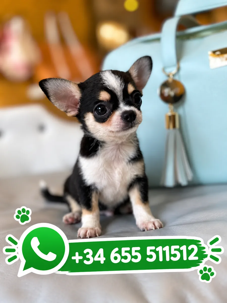 可爱的母 Chihuahua 可供出售