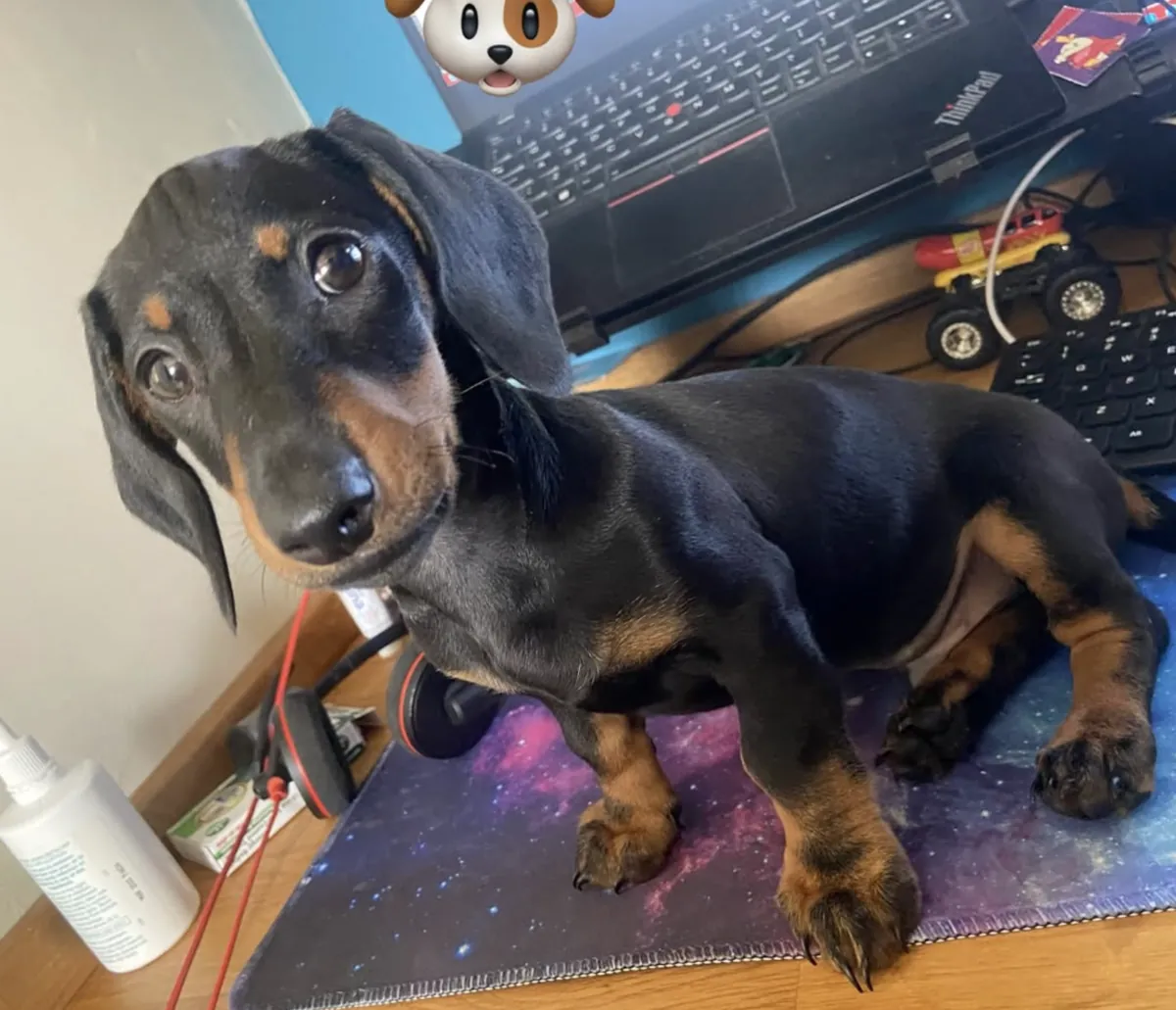 我们的四只标准短毛腊肠犬纯种小狗于7月28日出生