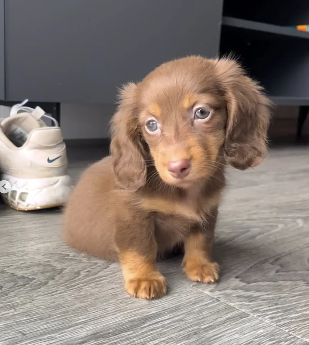 Cachorros de perro salchicha, criados en una granja, buscan un nuevo hogar.