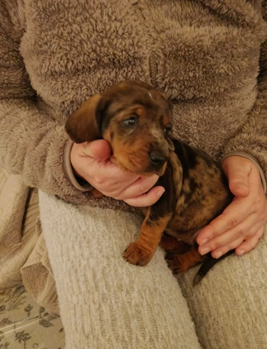 Cachorros de dachshund miniatura en adopción.