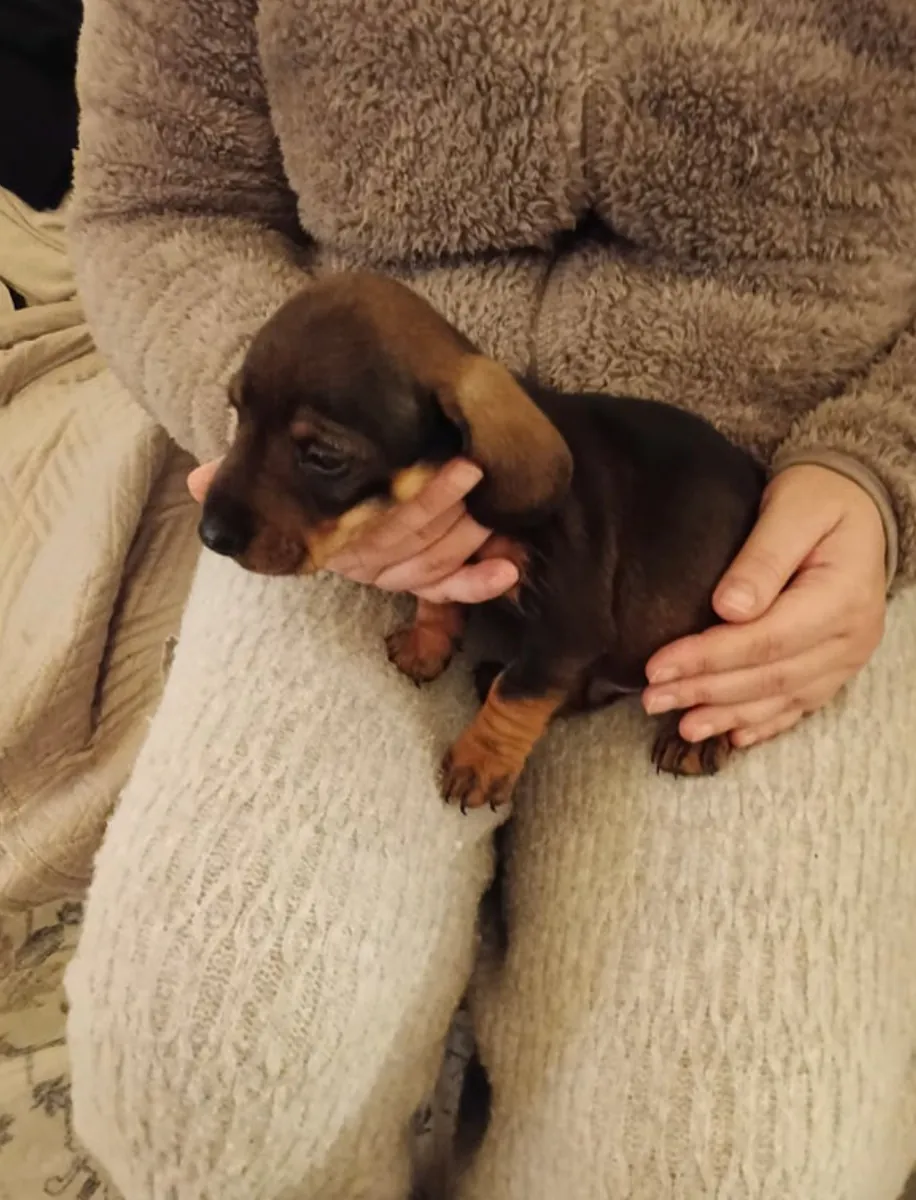 Cachorros de dachshund miniatura en adopción.