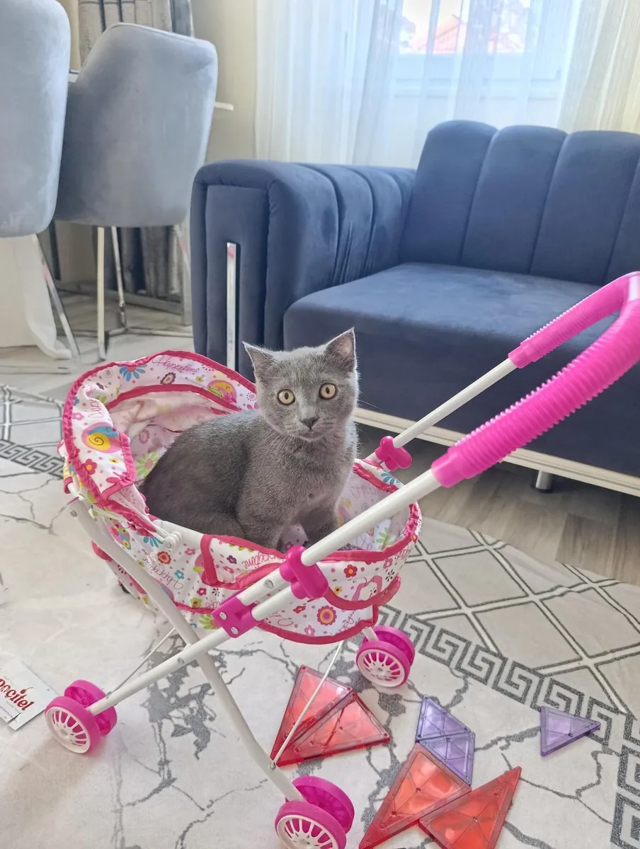 爱玩的猫