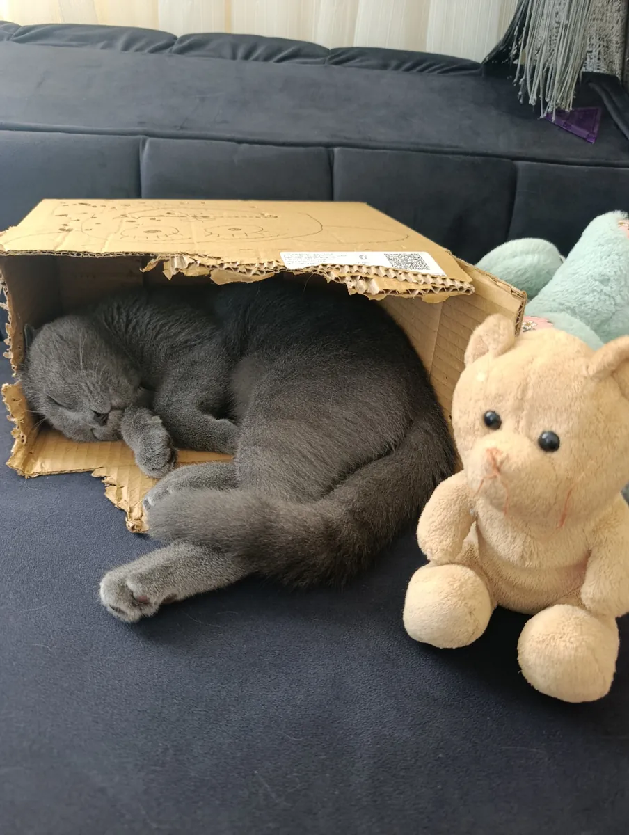 爱玩的猫