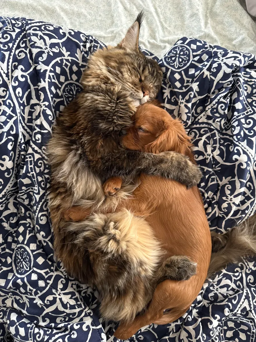 maine coon kedimi sahiplendirmem gerekiyor