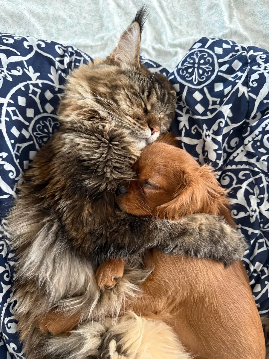 maine coon kedimi sahiplendirmem gerekiyor