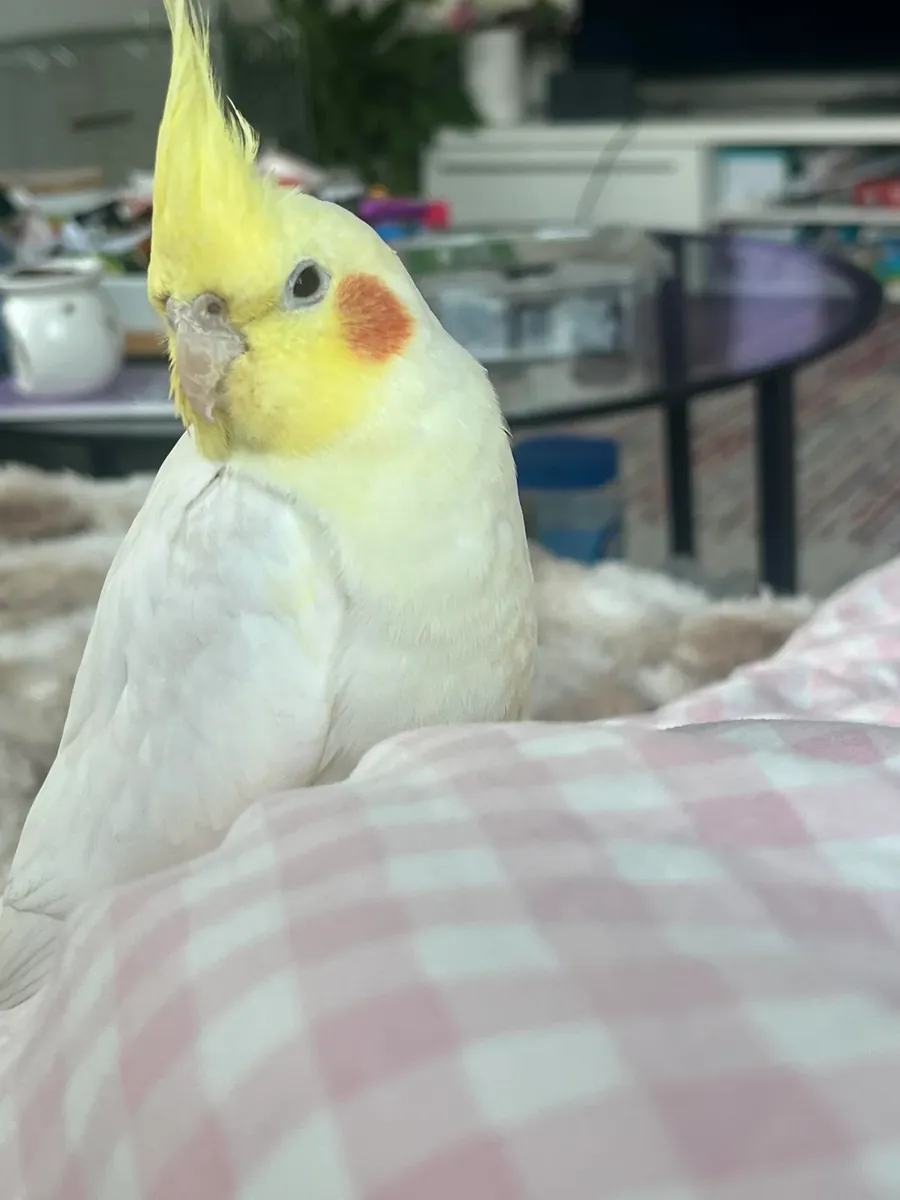 sultan papağanı ücretli