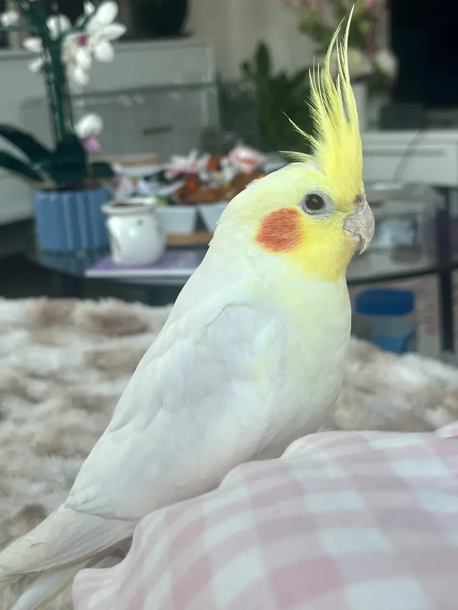 sultan papağanı ücretli