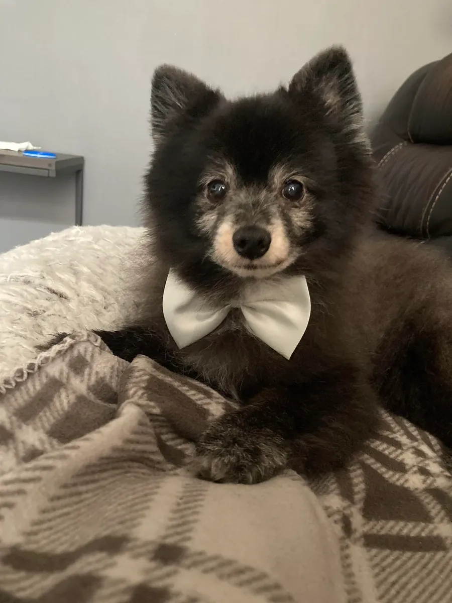 pomeranian sahiplendirme